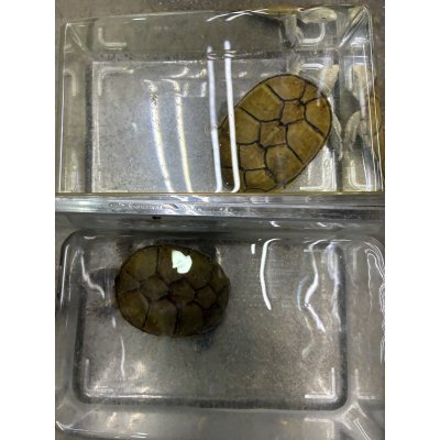 画像1: キイロドロガメ　アダルトペア