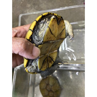 画像2: キイロドロガメ　アダルトペア