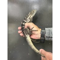 パンダパイドスパイニーテールイグアナ　雌
