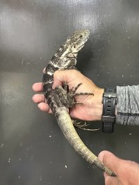 パンダパイドスパイニーテールイグアナ　雌