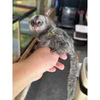 コモンマーモセット 雄 7/7生