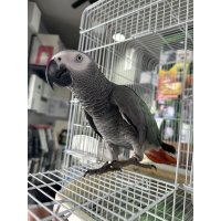 ヨウム