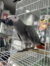 ヨウム