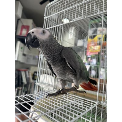 画像1: ヨウム