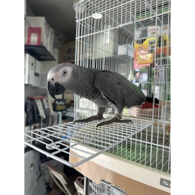 画像2: ヨウム