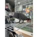 画像2: ヨウム (2)