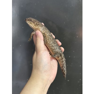 画像2: ストケスイワトカゲ 2024CB