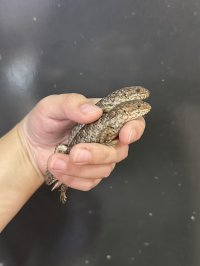 ストケスイワトカゲ 2025CB