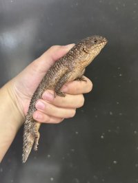 ストケスイワトカゲ 2024CB