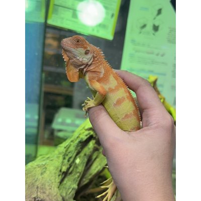 画像2: サンセットアルビノイグアナ