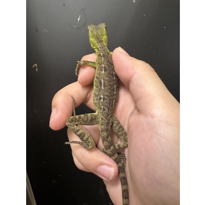 画像3: グリーンバシリスク