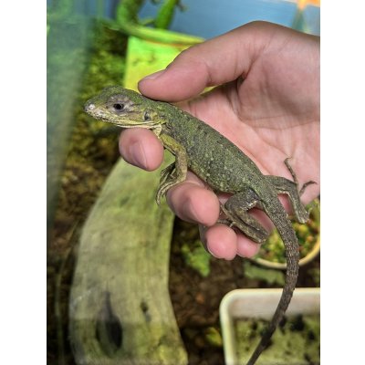 画像3: ツナギトゲオイグアナ