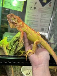 サンセットアルビノイグアナ