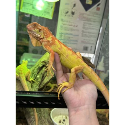 画像1: サンセットアルビノイグアナ