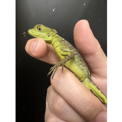 画像2: グリーンバシリスク