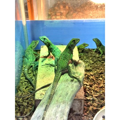 画像2: ツナギトゲオイグアナ