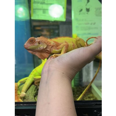 画像4: サンセットアルビノイグアナ