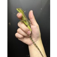 グリーンバシリスク