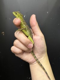 グリーンバシリスク