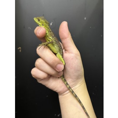 画像1: グリーンバシリスク