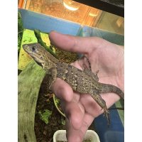 ツナギトゲオイグアナ