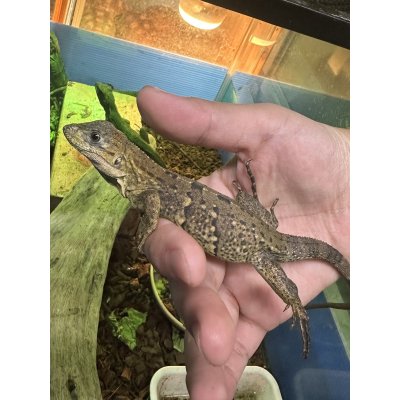 画像1: ツナギトゲオイグアナ