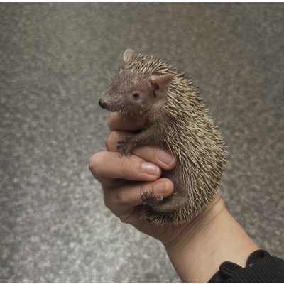 画像2: ヒメハリテンレック