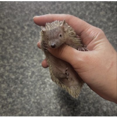 画像3: ヒメハリテンレック