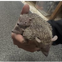 ヒメハリテンレック