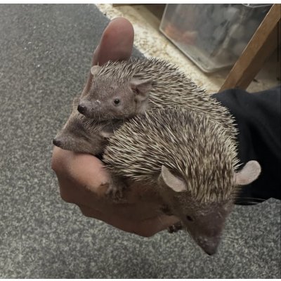 画像1: ヒメハリテンレック