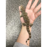 タイランドトッケイ 雌