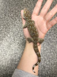 タイランドトッケイ 雌