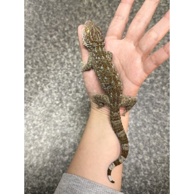 画像1: タイランドトッケイ 雌