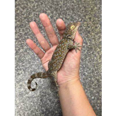 画像2: タイランドトッケイ 雌