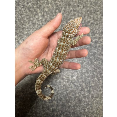 画像2: タイランドトッケイ 雄