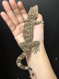 タイランドトッケイ 雄