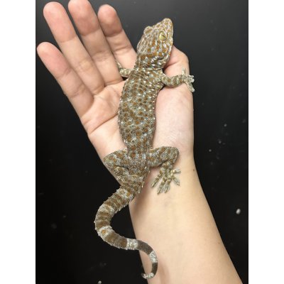 画像1: タイランドトッケイ 雄