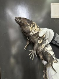 パンダパイドスパイニーテールイグアナ アダルト雌