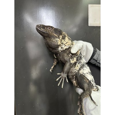 画像1: パンダパイドスパイニーテールイグアナ アダルト雌