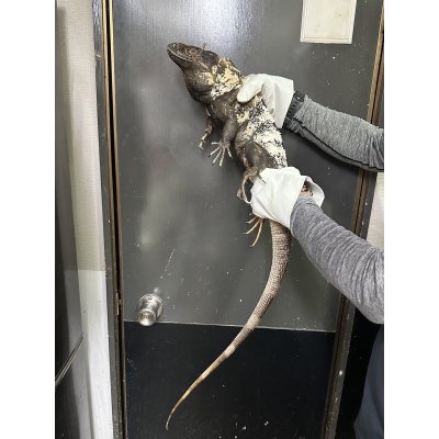 画像2: パンダパイドスパイニーテールイグアナ アダルト雌