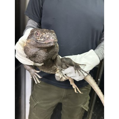 画像3: パンダパイドスパイニーテールイグアナ アダルト雌