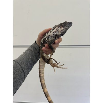 画像3: パンダパイドスパイニーテールイグアナ