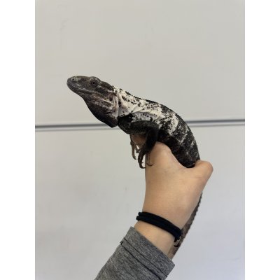 画像2: パンダパイドスパイニーテールイグアナ