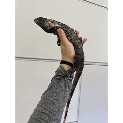 画像4: パンダパイドスパイニーテールイグアナ