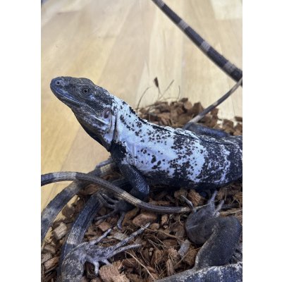 画像1: パンダパイドスパイニーテールイグアナ