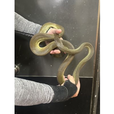 画像2: パプアンパイソン