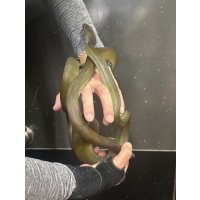 パプアンパイソン