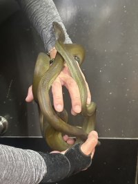 パプアンパイソン