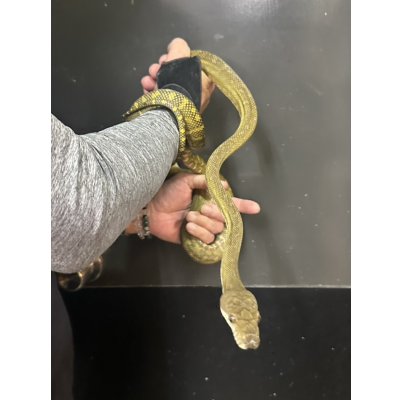 画像3: モルカンパイソン