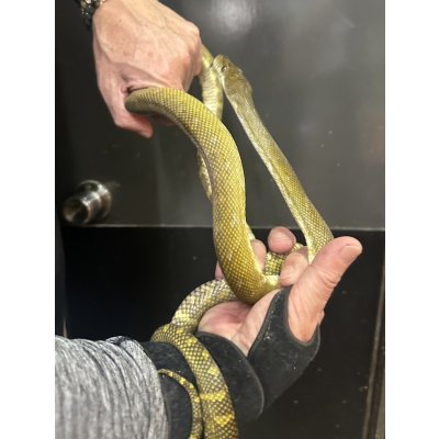 画像2: モルカンパイソン